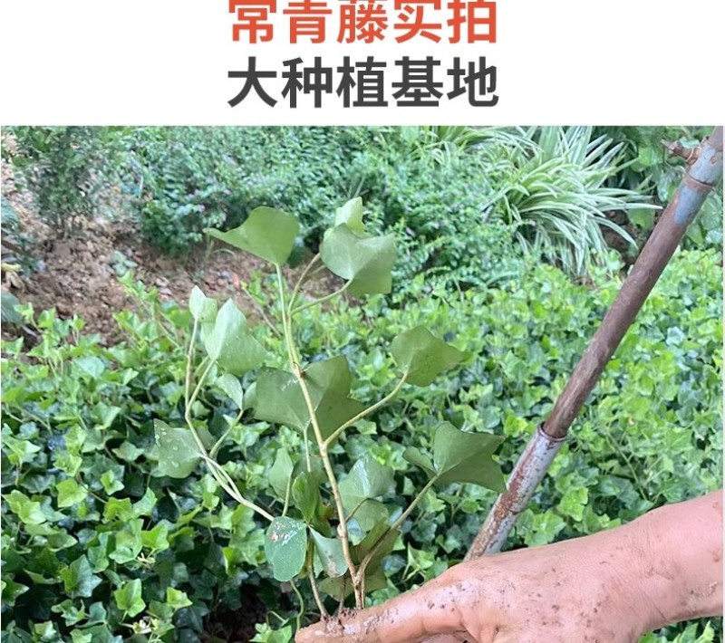 基地常春藤四季青绿植爬藤植物围墙遮阴耐寒园林地被绿化苗木