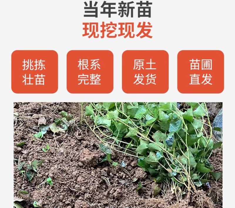 基地常春藤四季青绿植爬藤植物围墙遮阴耐寒园林地被绿化苗木