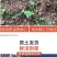 基地常春藤四季青绿植爬藤植物围墙遮阴耐寒园林地被绿化苗木