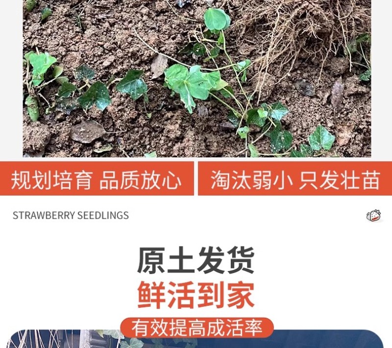 基地常春藤四季青绿植爬藤植物围墙遮阴耐寒园林地被绿化苗木