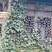 基地常春藤四季青绿植爬藤植物围墙遮阴耐寒园林地被绿化苗木