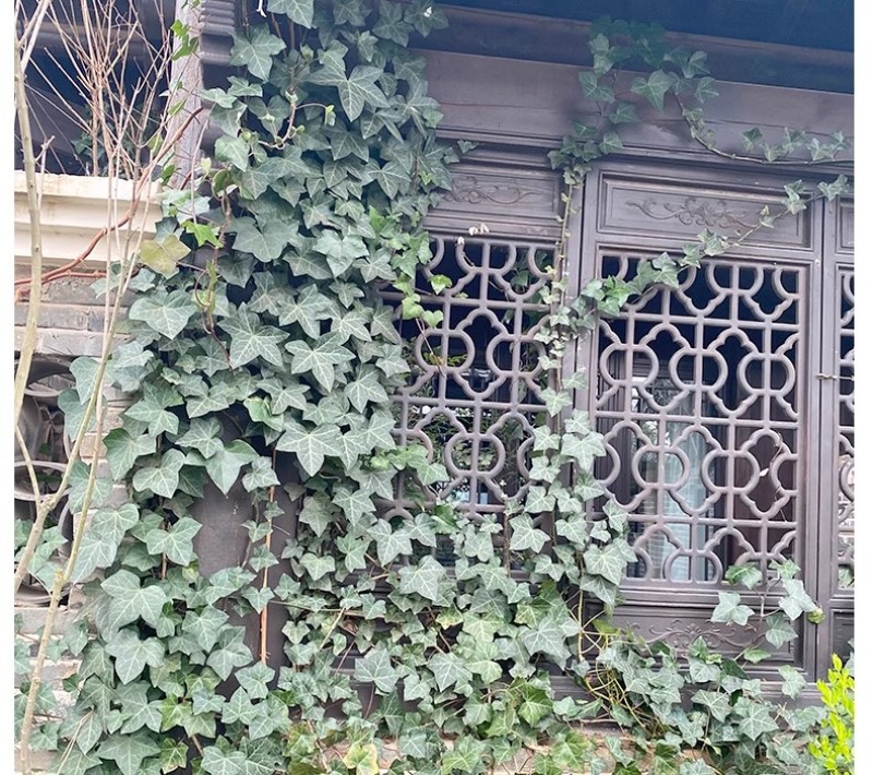 基地常春藤四季青绿植爬藤植物围墙遮阴耐寒园林地被绿化苗木