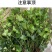 基地常春藤四季青绿植爬藤植物围墙遮阴耐寒园林地被绿化苗木