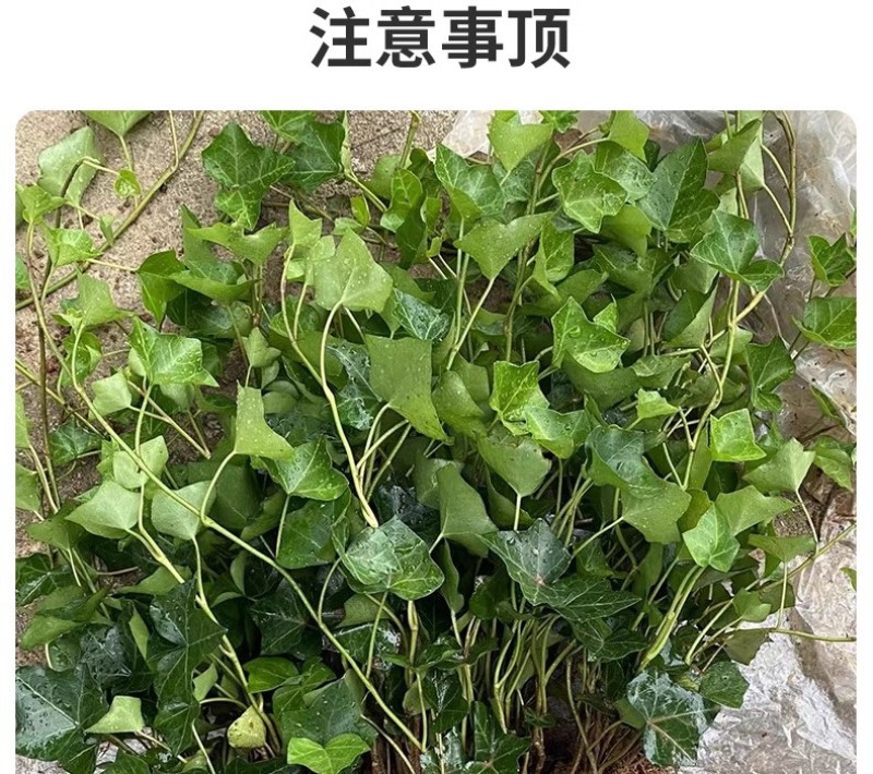 基地常春藤四季青绿植爬藤植物围墙遮阴耐寒园林地被绿化苗木