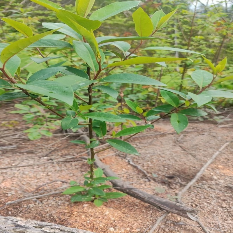 大叶山苍子木姜子苗种植活苗野生木姜油香料树苗山胡椒苗子