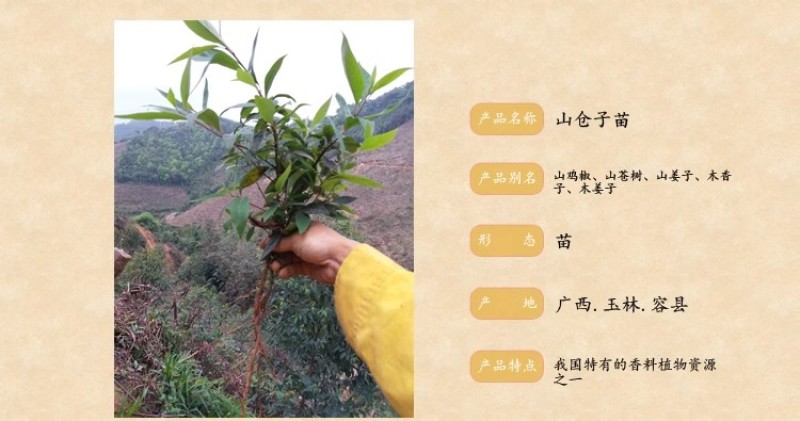 大叶山苍子木姜子苗种植活苗野生木姜油香料树苗山胡椒苗子