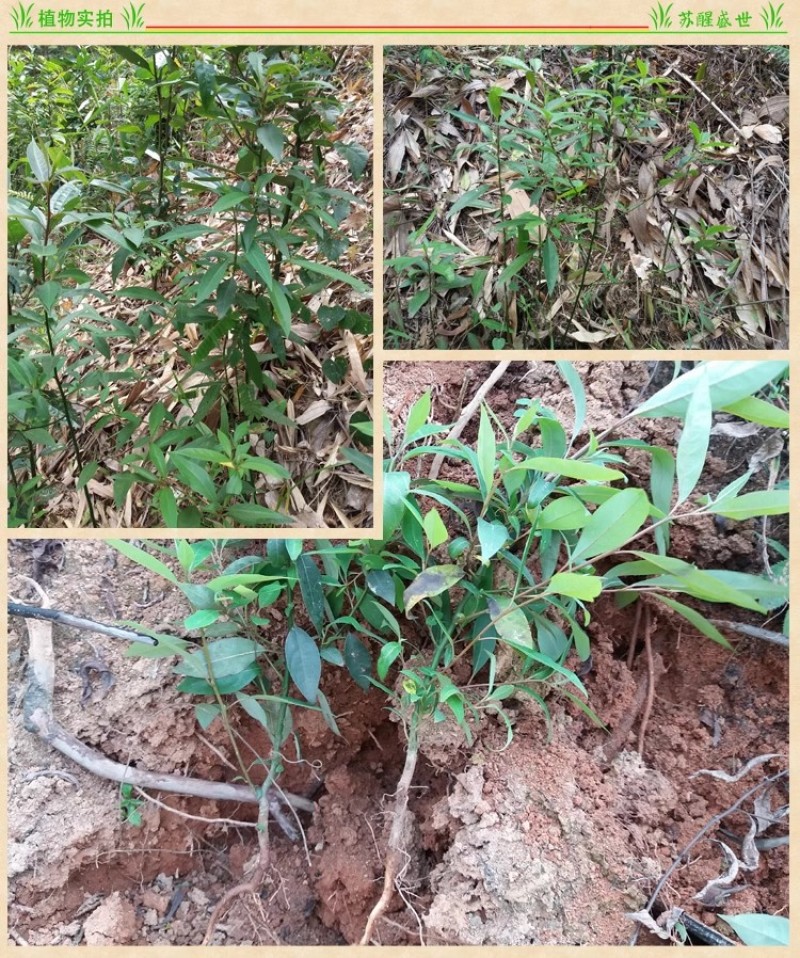 大叶山苍子木姜子苗种植活苗野生木姜油香料树苗山胡椒苗子