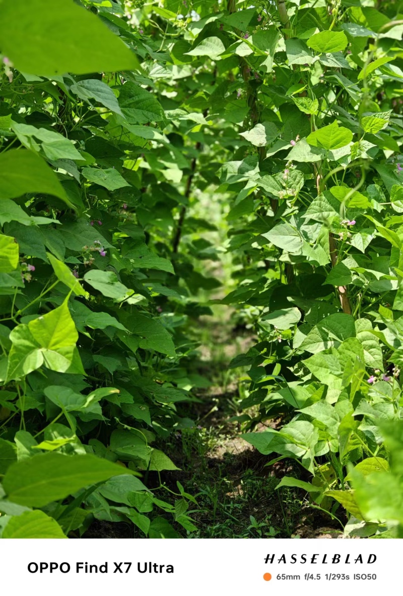 红花四季豆四季豆大量上市对接各种市场量大从优