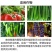 霜霉病灰霉病强力药灰飞霜绝丝瓜黄西瓜草莓果树蔬菜通用正品