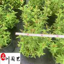佩兰花卉苗木批发出售佩兰工程杯苗工程园林绿化苗木