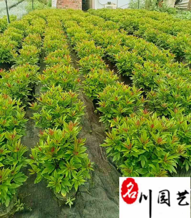 佩兰花卉苗木批发出售佩兰工程杯苗工程园林绿化苗木