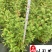 佩兰花卉苗木批发出售佩兰工程杯苗工程园林绿化苗木