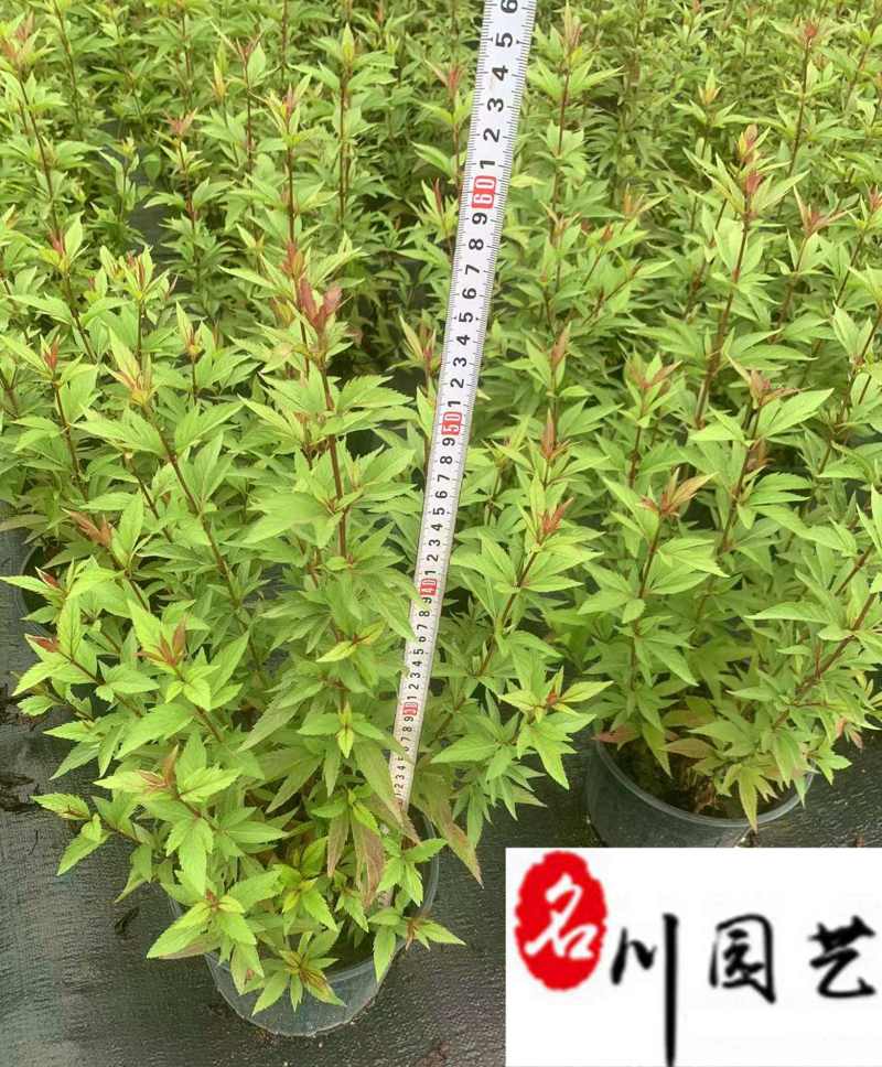 佩兰花卉苗木批发出售佩兰工程杯苗工程园林绿化苗木