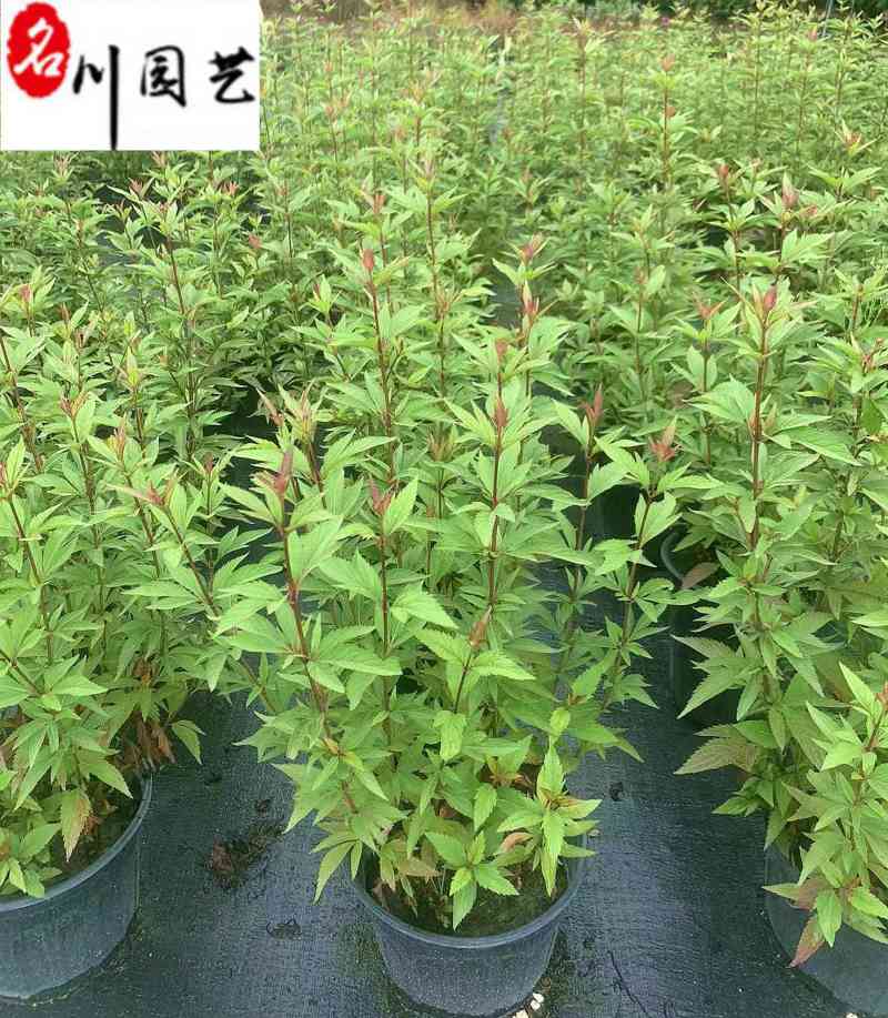 佩兰花卉苗木批发出售佩兰工程杯苗工程园林绿化苗木