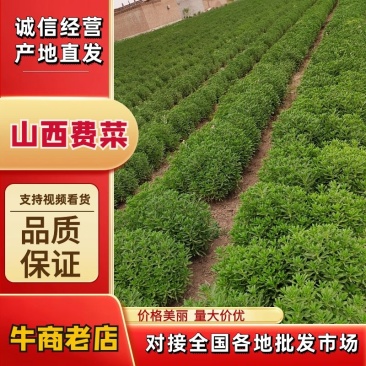 养心菜，菜苗，要的联系，八十亩地，货源充足