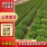 养心菜，菜苗，要的联系，八十亩地，货源充足