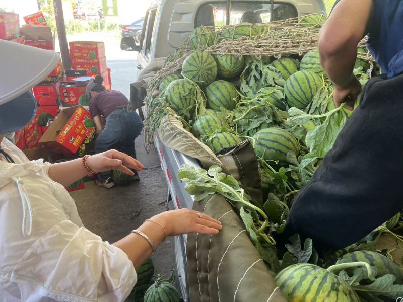 精品无籽美都西瓜河南夏邑皮薄瓤甜保熟保甜电商市场团购