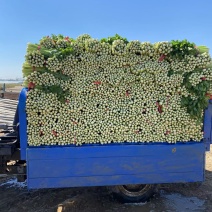 山东精品西芹芹菜产地直发现货上市对接全国市场欢迎咨询选购