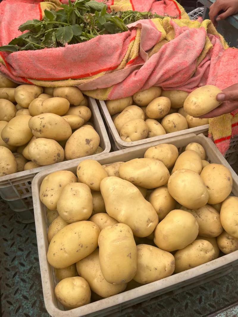 辽宁葫芦岛V7土豆沃土品种齐全大量上市货源充足发全国