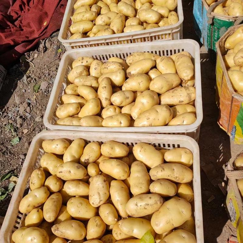 辽宁土豆黄心土豆V7沃土品种齐全货源充足量大从优质量保证