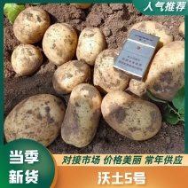 兴平沃土洋芋大量上市，对接各个平台，需要的可以和我联系