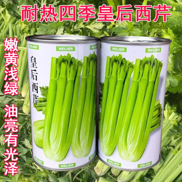 皇后西芹种子早熟西芹种子皇后芹菜种子产量高芹菜春秋大田