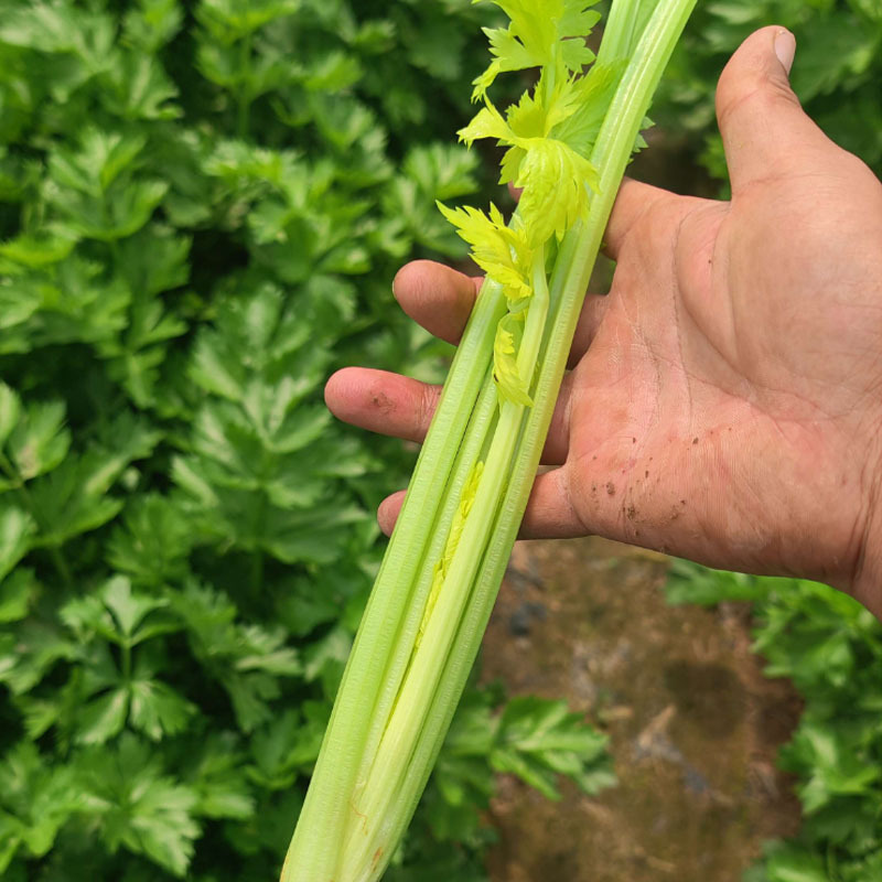 皇后西芹种子早熟西芹种子皇后芹菜种子产量高芹菜春秋大田