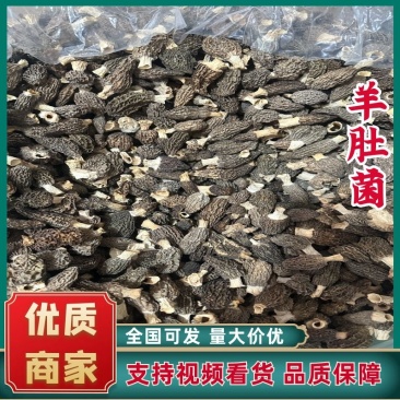 福建古田羊肚菌基地供应大量有货价格优惠欢迎咨询
