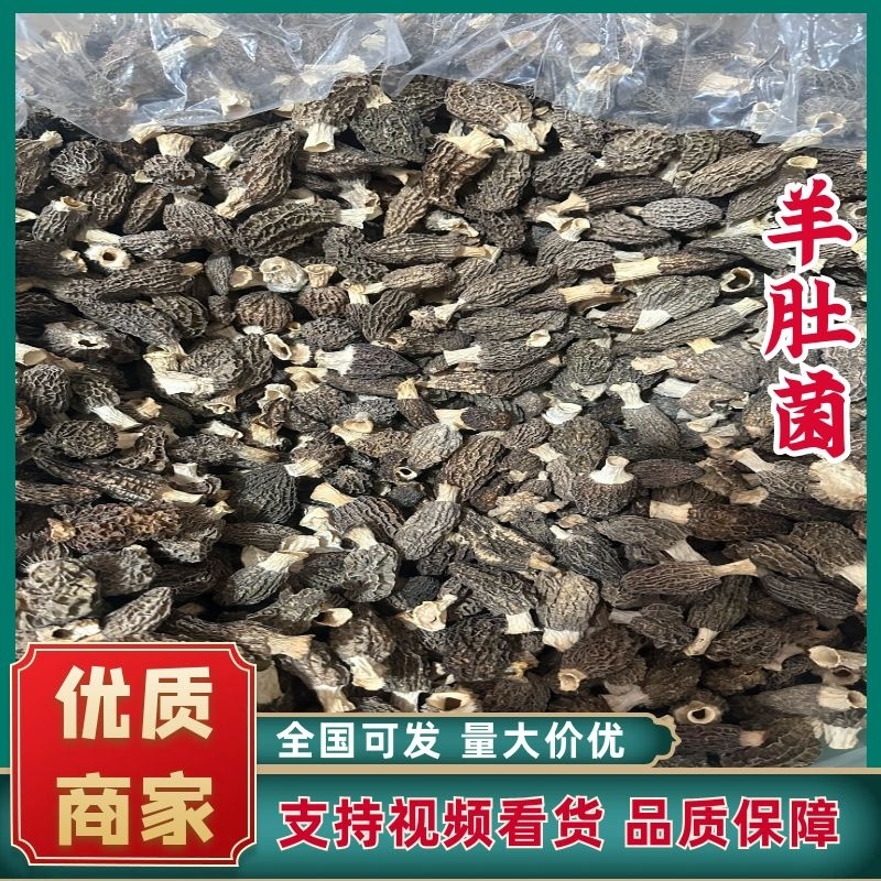 福建古田羊肚菌基地供应大量有货价格优惠欢迎咨询