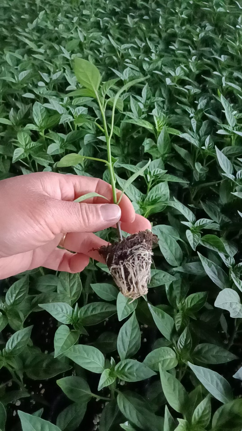 【线椒苗，】品质好成活率高基地直发欢迎联系