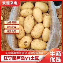 辽宁葫芦岛V7土豆沃土品种齐全大量上市货源充足发全国