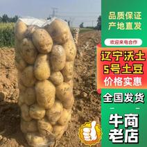 辽宁葫芦岛沃土5号土豆V7大量供应黄心土豆欢迎来电