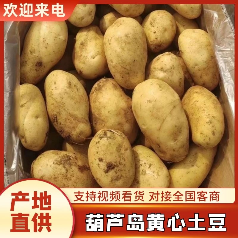 辽宁土豆黄心土豆V7沃土品种齐全货源充足量大从优质量保证