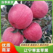 【精品苹果】辽宁葫芦岛寒富苹果大量上市全国欢迎来电