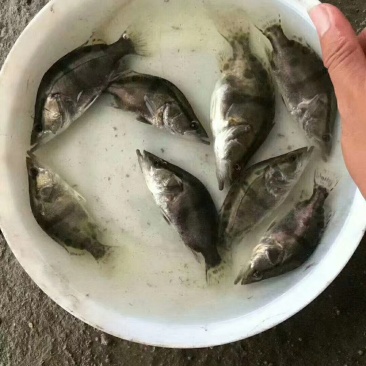 大庆精品鳜鱼苗品种纯正假一赔十提供技术