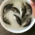 大庆精品鳜鱼苗品种纯正假一赔十提供技术