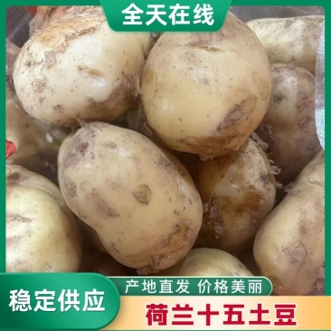 优质荷兰15土豆，价格0.3元左右山东产地直发