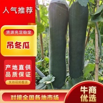 广西精品黑皮冬瓜吊冬瓜80公分以上长够老水颜色靓产地直发