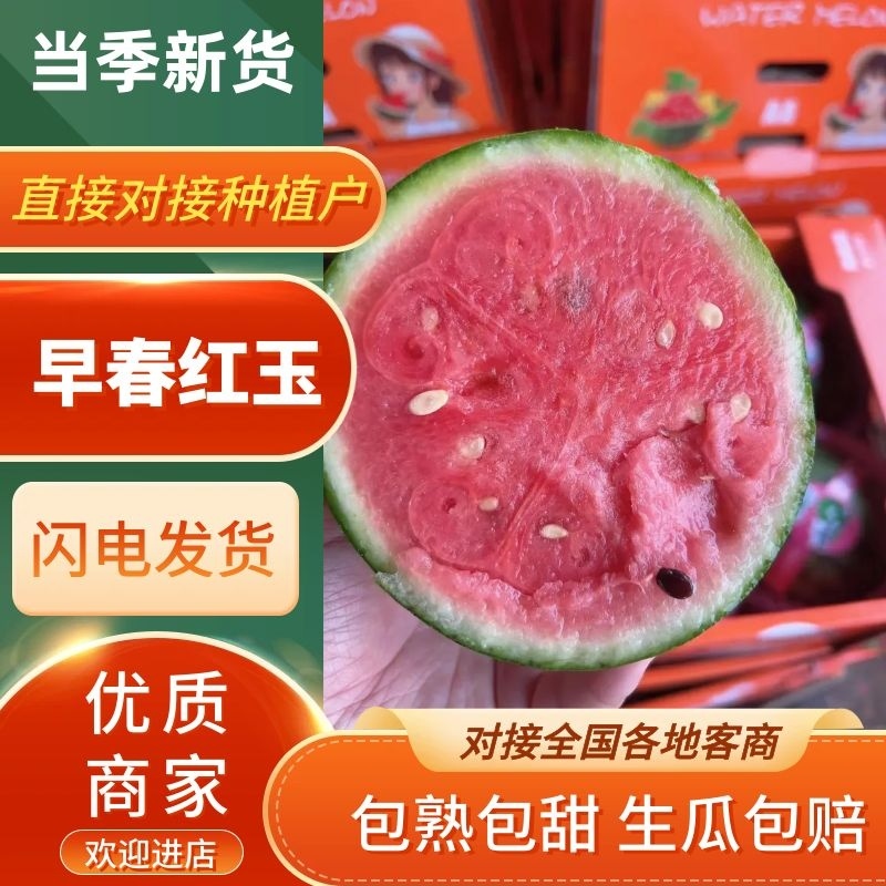 精品全美2K西瓜山东西瓜早春红玉小吊瓜大量供应量大从优