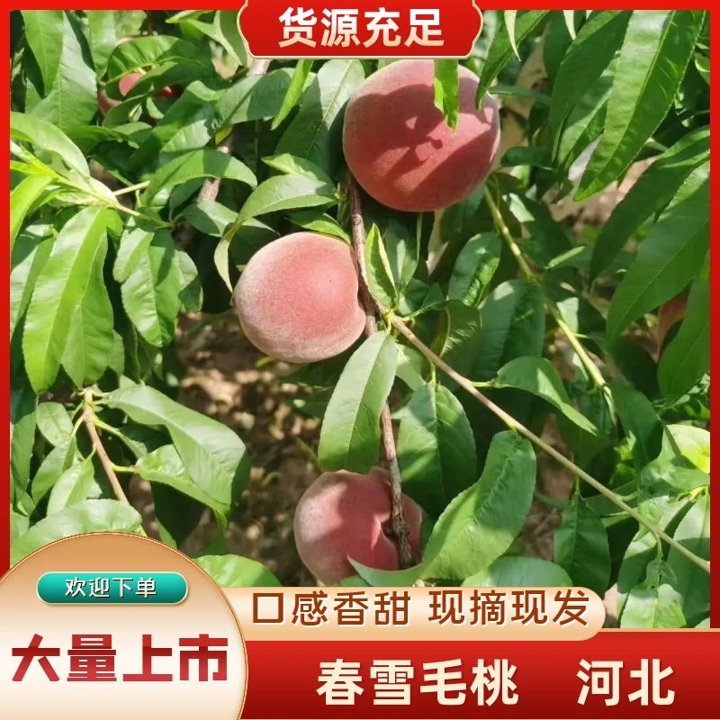 【精品春雪】基地直摘脆甜可口个头匀称可对接全国价优