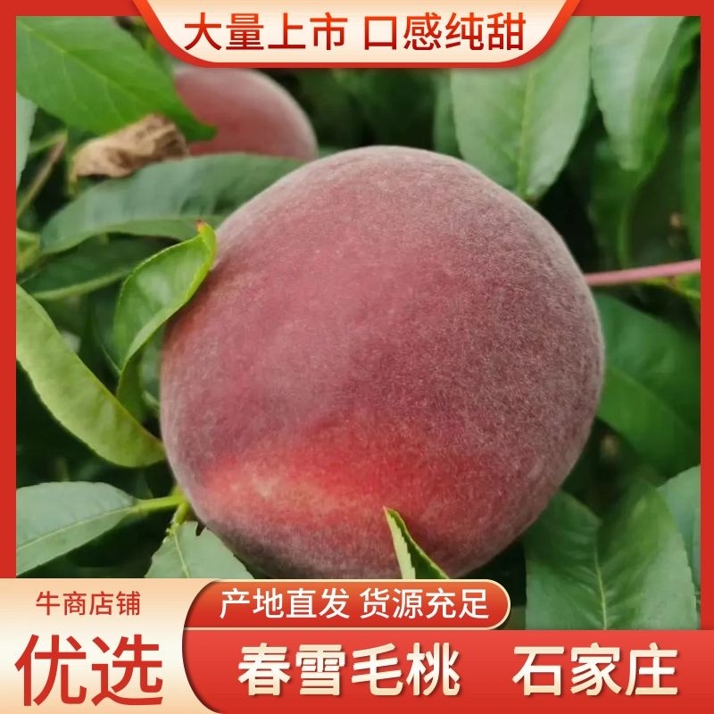 【精品春雪】基地直摘脆甜可口个头匀称可对接全国价优