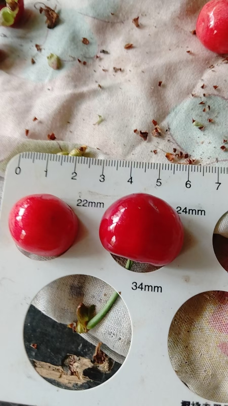 【美早樱桃】山东自家种植果园直发价格美丽质量保证欢迎订购