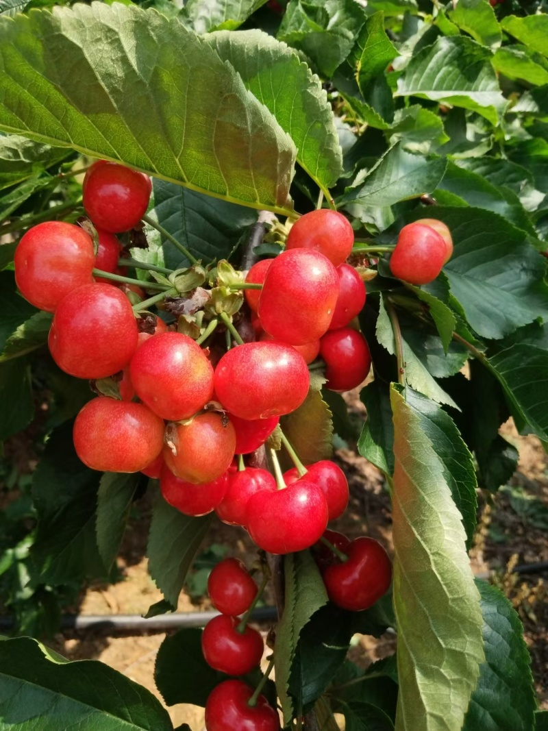 【美早樱桃】山东自家种植果园直发价格美丽质量保证欢迎订购