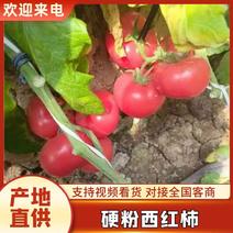 河北西红柿，硬粉西红柿，产地一手货源，大量供应，全国发货