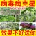 海藻病毒抗体进口番茄黄瓜辣椒西瓜茄子花叶小叶黄叶卷叶病毒