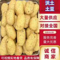 【精选】河南精品沃土希森土豆产地直发量大从优货源