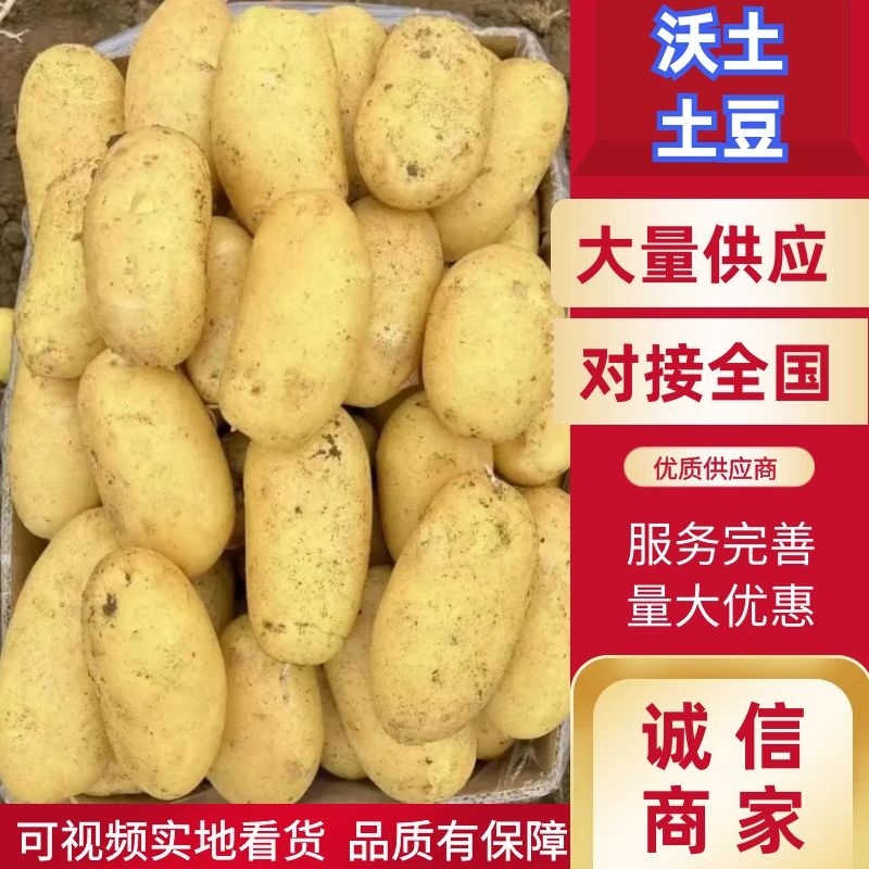【精选】河南精品v7沃土希森土豆产地直发量大从优