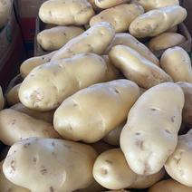 山东精品土豆，品种齐全。对接全国市场超市电商。