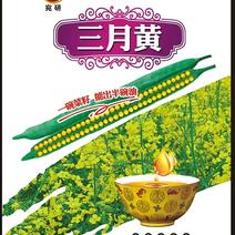 （1）三月黄白菜型早熟油菜种子