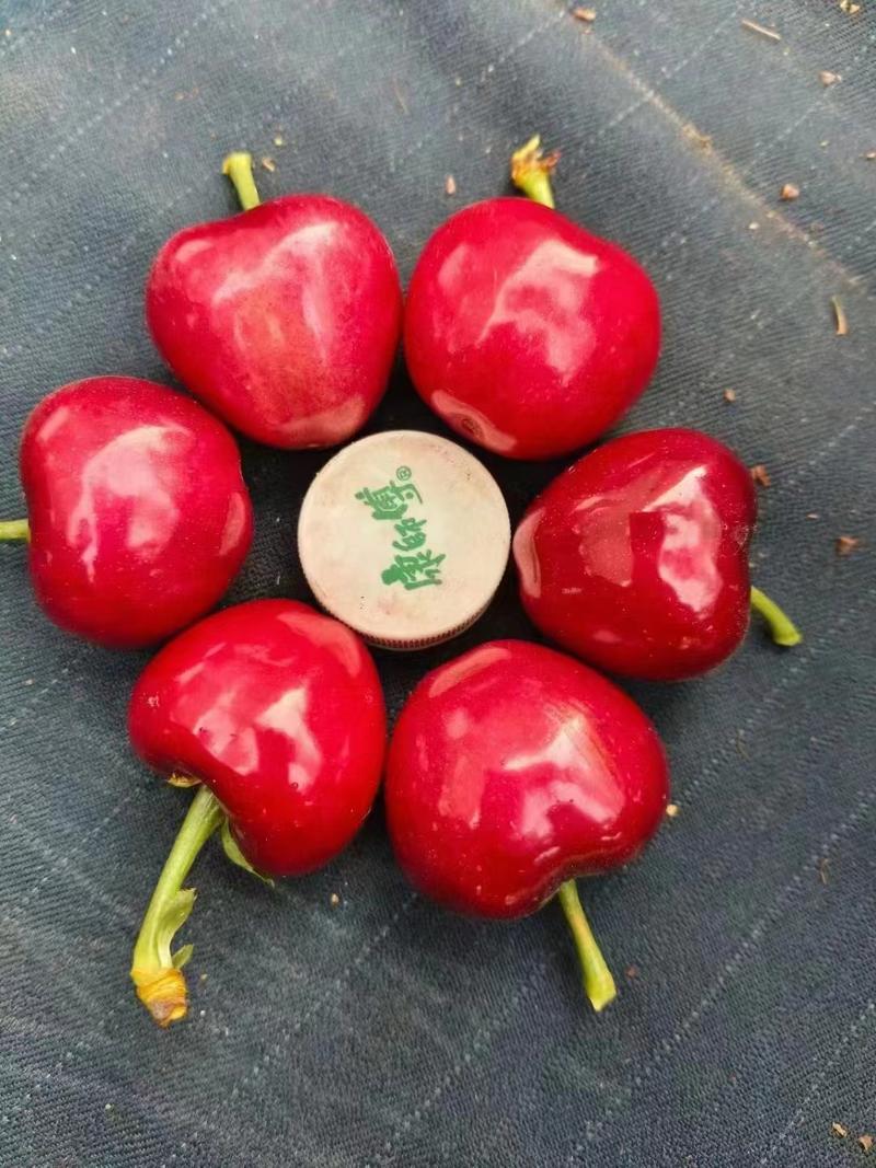 精品樱桃大美樱桃新品上市，质量保证，品种纯正
